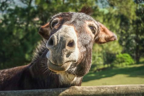 Donkey Face Photos, Download The BEST Free Donkey Face Stock Photos ...