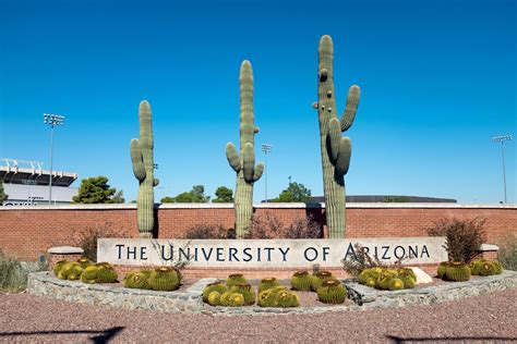 Download University Of Arizona Arranged Cacti Wallpaper | Wallpapers.com
