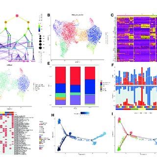 Image result for Lymphocyte Lineage Tree