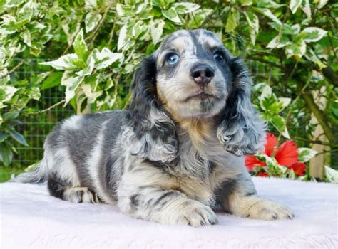 Miniature Dachshund Blue Dapple
