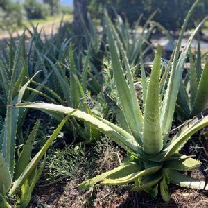 the green dotcom Aloe Vera Plant Price in India - Buy the green dotcom ...
