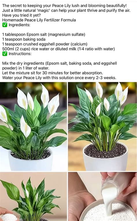 Pin by Maria on garden growing | Growing plants indoors, Plant care ...