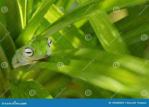 Camouflage Frog between Green Leaf Stock Image - Image of amphibian, camouflage: 149300369