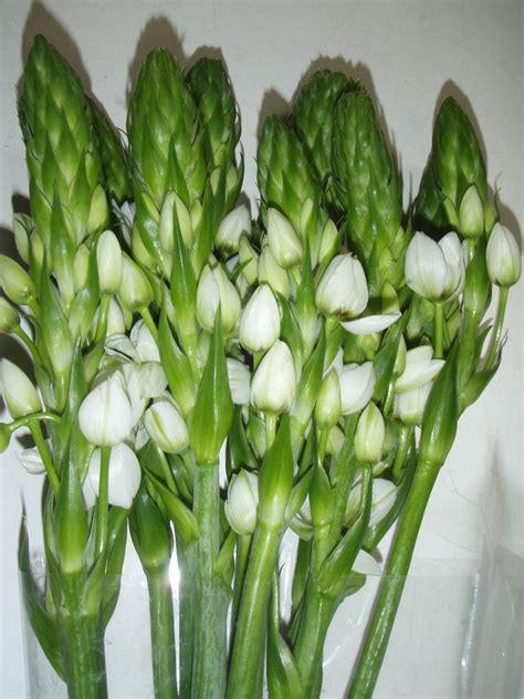 Orange County Flowers Wholesale / Each of our garden center stores ...