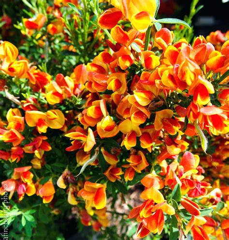 Small Flowering Shrubs: Adding Beauty and Charm to Your Garden