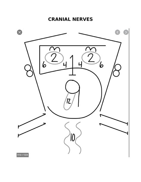 Face Drawing For Cranial Nerves at Andres Lowe blog