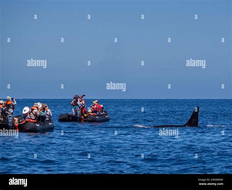 Killer whale pod Orcinus orca beside tourists in inflatables off Punta ...