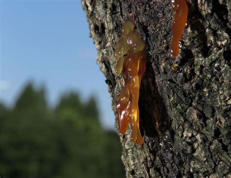 Image result for How to Get Sap Off Tree Trunk of Mastic Tree