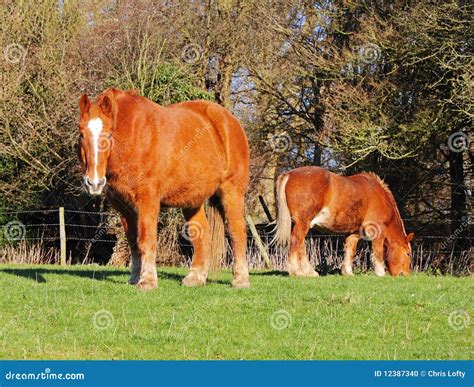 Suffolk Punch Horses stock photo. Image of punch, suffolk - 12387340