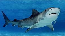 Shark Photo by Submarine Shark On Coast Of Cape Town Shark Photo