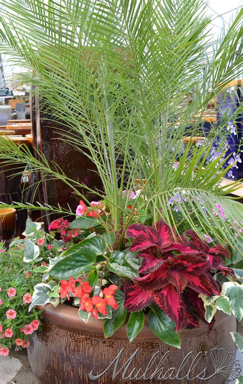 Colorful Full Sun Plant Arrangement with Phoenix Robellini Palm and More