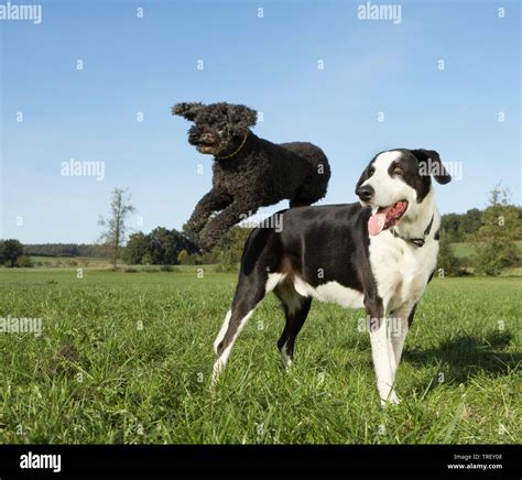 Poodle Great Dane Mix