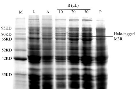 Immobilization of M3 Muscarinic Receptor to Rapidly Analyze Drug ...