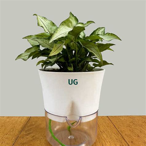 Syngonium Arrowhead in Self-Watering Planter – unlimitedgreens