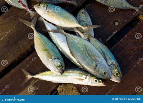 Jack Fish
