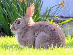 Image result for Raising Show Rabbits