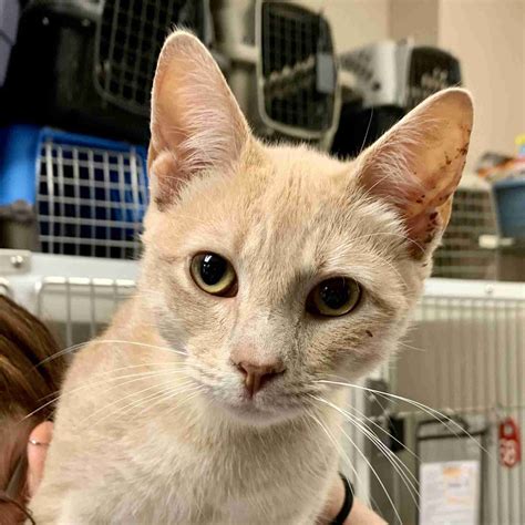 Pickle 64383 – Humane Society of Wicomico County