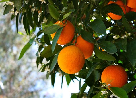 Prospect park redlands – Artofit