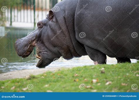 Extreme Closeup Hippo Hippopotamus Mouth Opened Stock Image ...