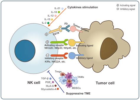 Natural Killer Cells