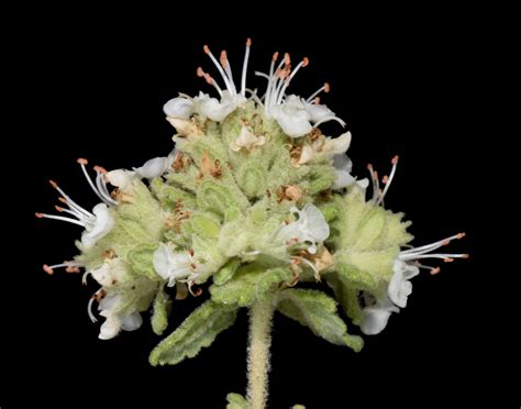 Teucrium lusitanicum Schreb. | Plants of the World Online | Kew Science