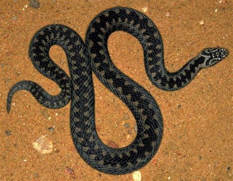 Image result for Snake Catching Adders