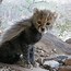 Image result for Aww Cute Baby Animals