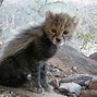 Image result for Crazy Cute Baby Animals