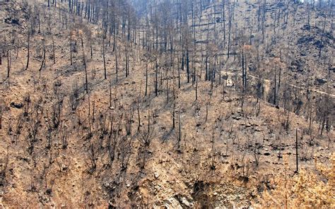 Image result for Secondary Succession Fire Example