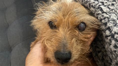 Fundraiser by Suemaya Marie Ford : Help for Maxi