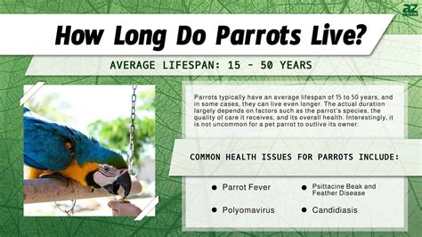 Parrot Lifespan: How Long Do Parrots Live? - A-Z Animals