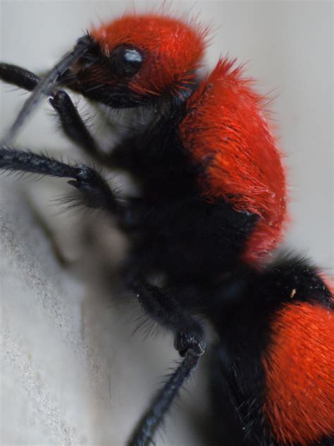 Top 10 red venomous animals | Times of India