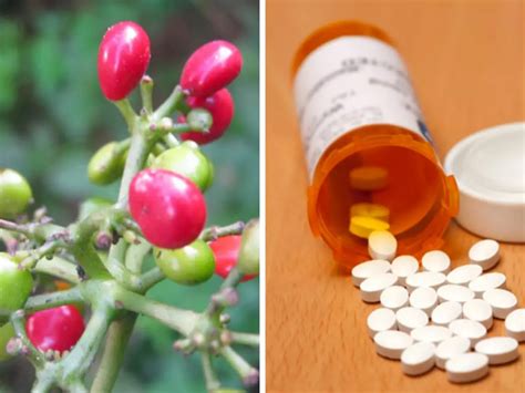 An Indian Pharmaceutical Is Working On A Plant-Based Drug To Cure Dengue