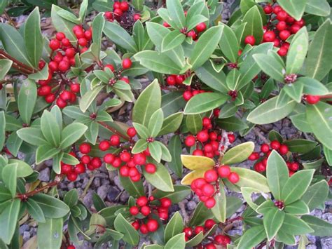 First Botany 的图像结果