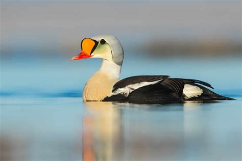 7 Types of Diving Ducks - A-Z Animals