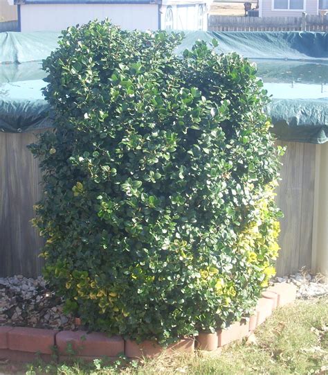 Golden Euonymus Shrub Information