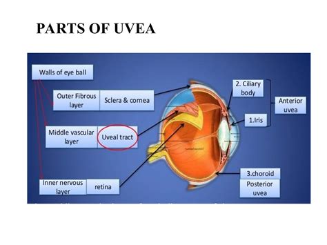 Anatomy Of Uvea