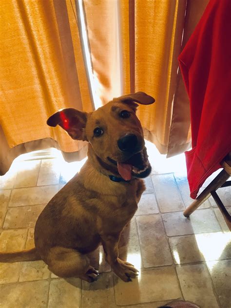 FIRST STATE ANIMAL CENTER AND SPCA - Camden DE - Hours, Directions ...