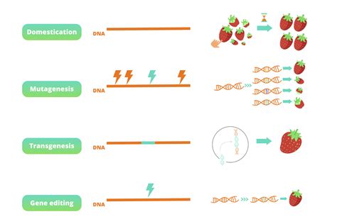 What Is Genetic Modification 的图像结果