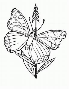 malvorlagen schmetterling jung ausmalbilder kostenlos schmetterling malvorlagen schmetterling jung ausmalbilder kostenlos schmetterling