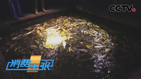 壮观！一网6万斤！浙江千岛湖迎来春日首场“巨网捕鱼” | 财经风云 - YouTube