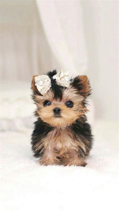 Top 10 cutest dog breeds — small cutest dogs we can’t get enough of ...