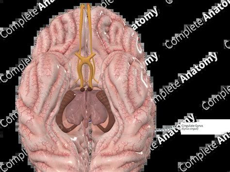 Cingulate Gyrus Function 的图像结果