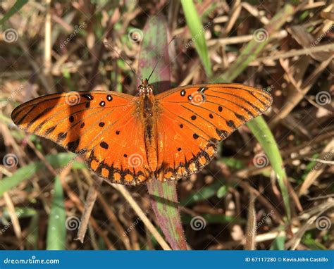 Beautiful Orange Colored Butterfly. Stock Photo - Image of colored, beautiful: 67117280