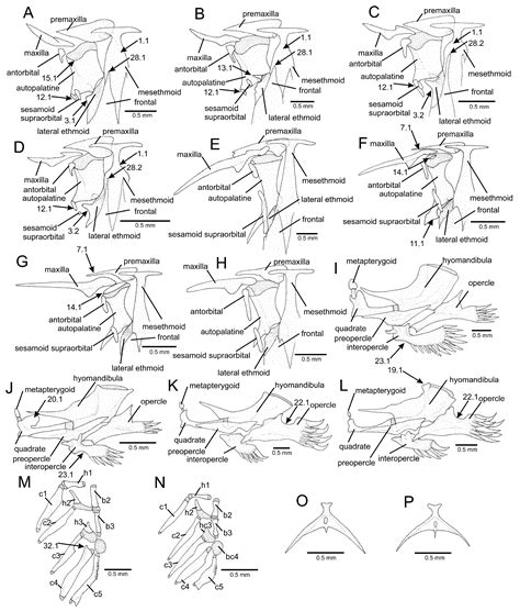 Comparative Morphology, Phylogeny, Classification and Evolution of ...