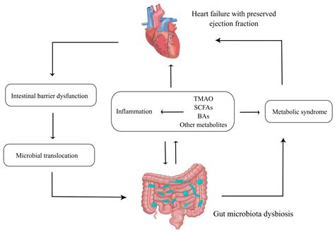 Herbs To Increase Ejection Fraction at Eric Meza blog