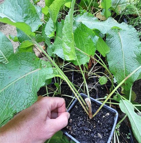 Yellow Dock Root Plant Yellow Dock Liquid Herbal Extract | Herb Pharm