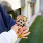 Image result for Cute Teacup Puppies 150X150