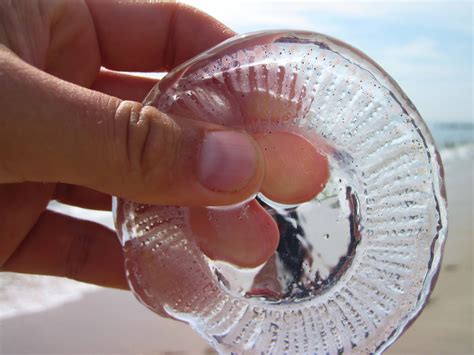 Can Moon Jellyfish Sting