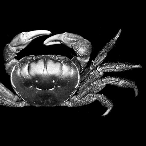 Species New to Science: [Crustacea • 2023] Tuerkayana latens • A New Species of Land Crab ...